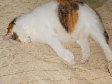 9月13日（52）仮