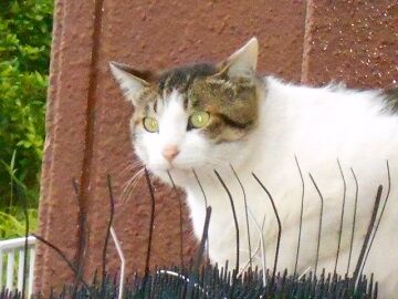 5月31日（10）仮