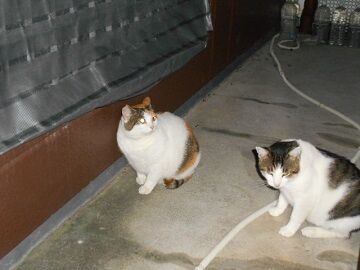 9月10日（36）仮