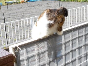 5月23日（41）仮