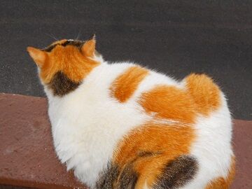 5月31日（14）仮