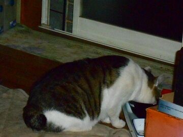 5月24日（30）仮