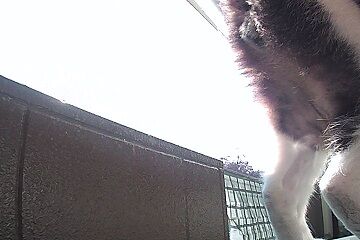 11月10日（86）仮