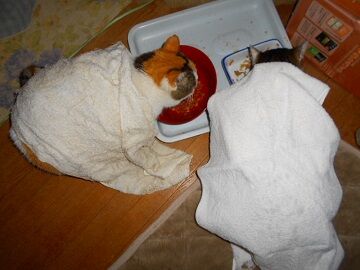 2月22日（14）仮