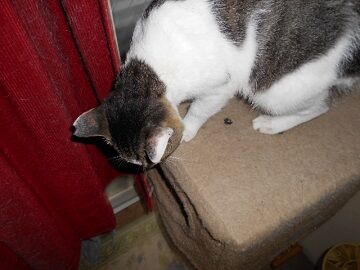 7月14日（24）仮