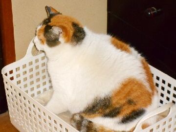 2月12日(3)仮