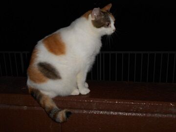 9月16日（21-1）仮