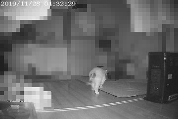 11月28日（21）仮