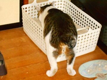 4月10日（19）仮