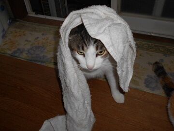 9月8日（5-4）仮