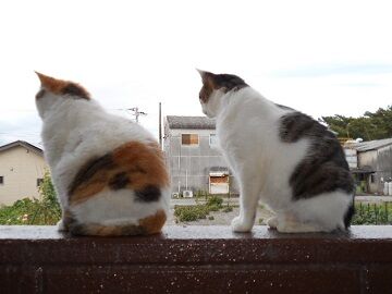 6月20日（60）仮