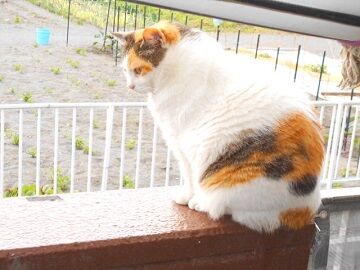 5月28日（15）仮