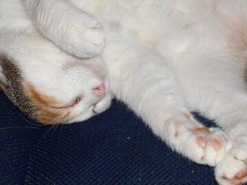 6月26日（31）仮