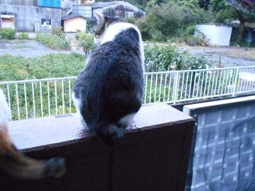 8月22日（44）仮