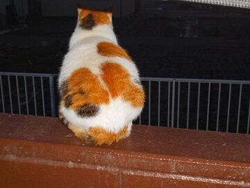 3月29日（32）仮