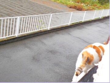 10月29日（6）仮