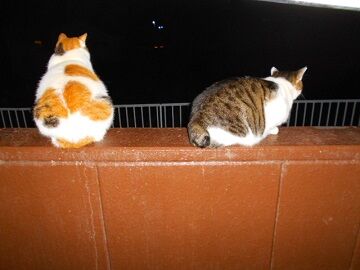 12月17日（38）仮