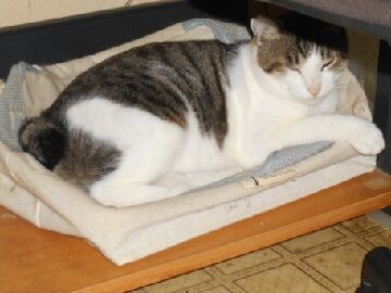 7月20日（26）仮