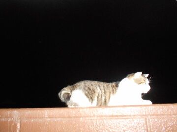 9月10日（32）仮