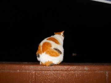 1月30日（17）仮