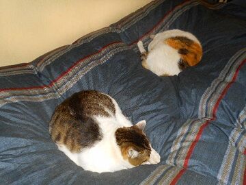 4月10日（51）仮