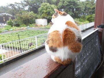 7月14日（31）仮