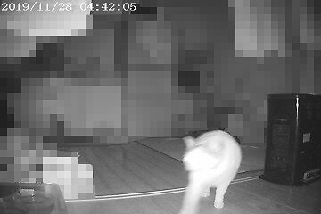 11月28日（35）仮