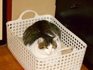 11月22日（2）仮