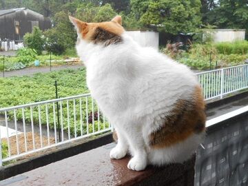 7月14日（36）仮