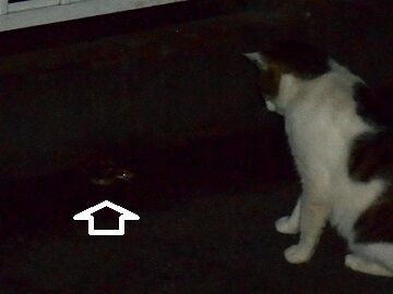 6月22日（21）仮