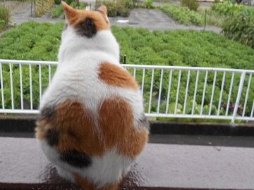 7月25日（24）仮