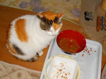 1月16日（25）仮