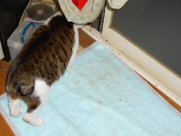 12月17日（18）仮