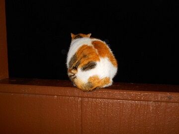 2月16日（53）仮