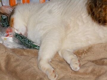 5月27日（10）仮