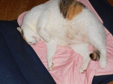 8月30日（27）仮