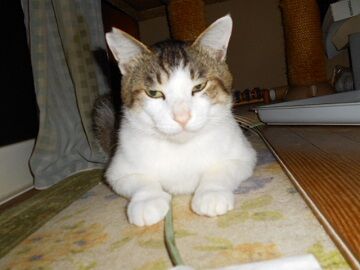 6月13日（78）仮