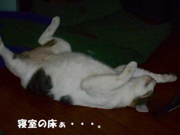 8月19日（20）仮