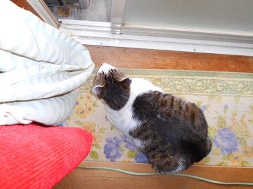 5月28日（19）仮