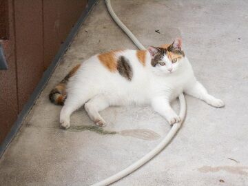 10月3日（27）仮