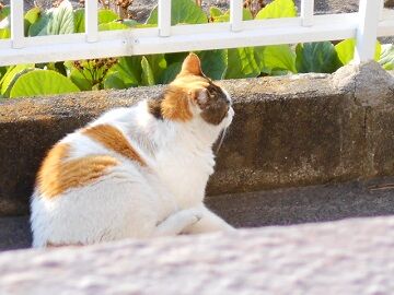 5月12日（17）仮