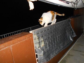 12月31日（30）仮