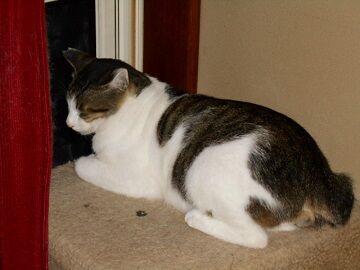 7月14日（57）仮