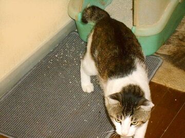 6月20日（23）仮