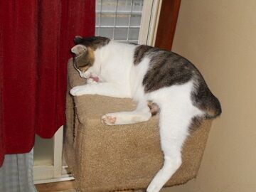 7月19日（42）仮