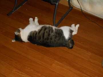 8月17日（22）仮