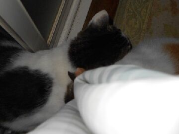 9月11日（5-1）仮