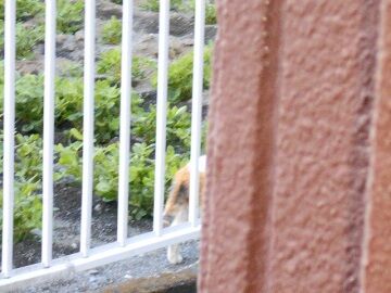 6月25日（29）仮