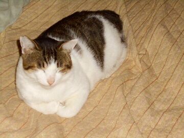 10月18日（20）仮