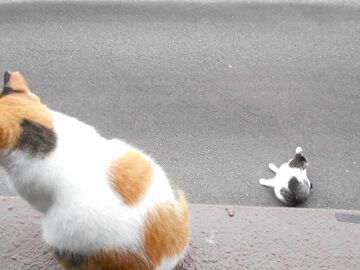 7月31日（44）仮